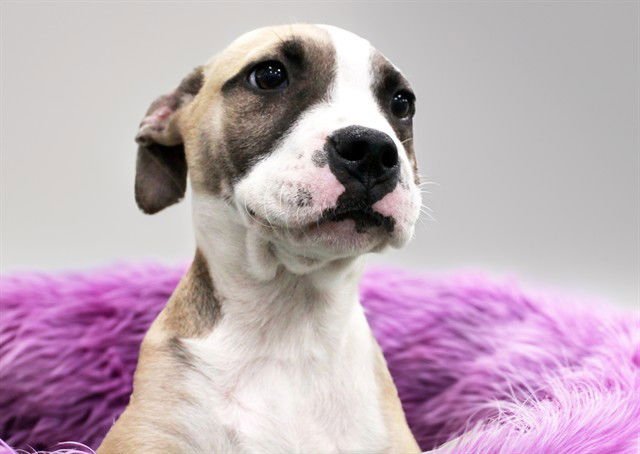 SMILEY - Boxer available for adoption