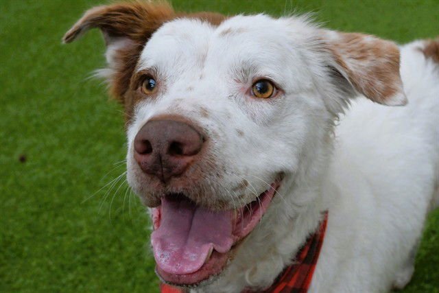 JEREMIAS - Australian Shepherd / Labrador Retriever available for adoption