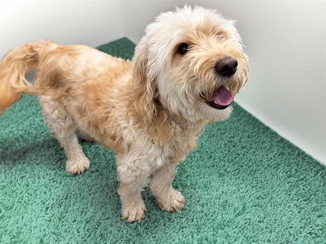 ROCCO - Golden Retriever / Poodle (Miniature) available for adoption