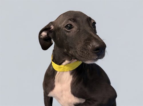 BERRY - Labrador Retriever available for adoption