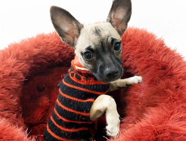 NAZLY - Chihuahua available for adoption