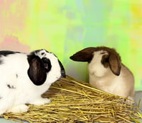 OREO - Photo 1