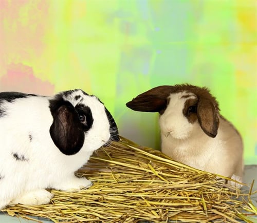 OREO - Shorthaired Rabbit available for adoption