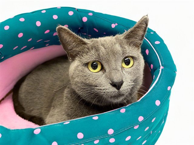 STELLA - Domestic Short Hair available for adoption