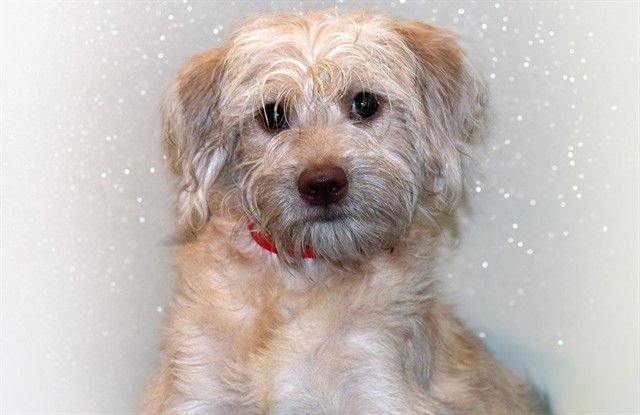 KALLIE - Shih Tzu / Siberian Husky available for adoption