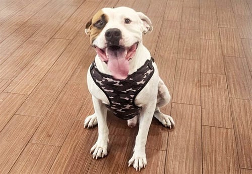STRAY NOT AVAILABLE - American Staffordshire Terrier / Pit Bull Terrier available for adoption