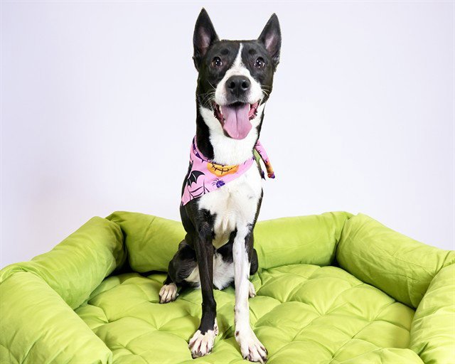 ZARINA Image
