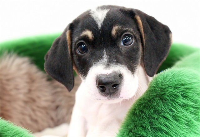 DONNER - Treeing Walker Coonhound available for adoption