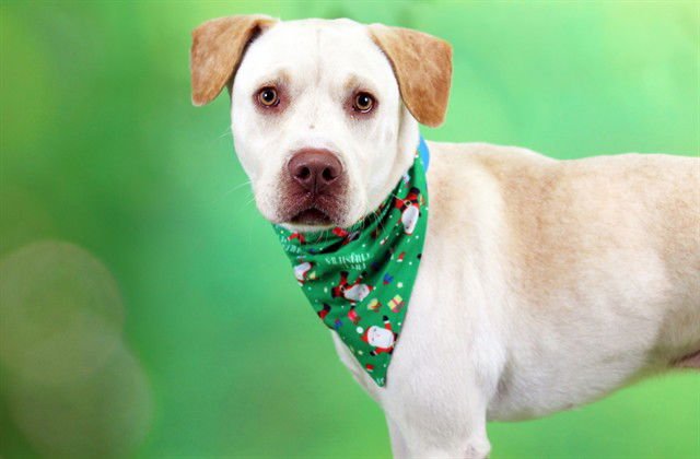 SIMBA - Labrador Retriever available for adoption