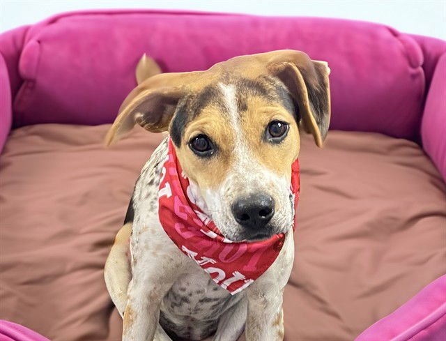 KORA - Treeing Walker Coonhound available for adoption