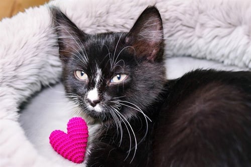 CALVIN - Domestic Short Hair available for adoption