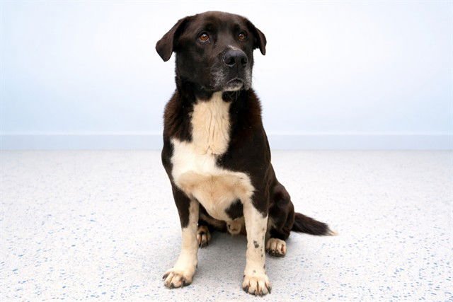 DOVER - Labrador Retriever available for adoption