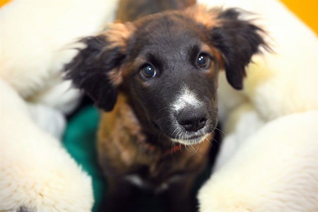 LIORA - Labrador Retriever available for adoption