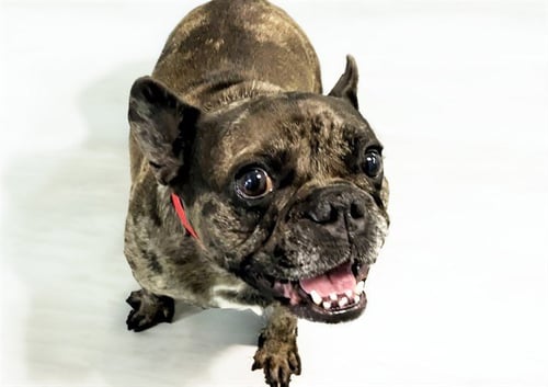 CALI - French Bulldog available for adoption
