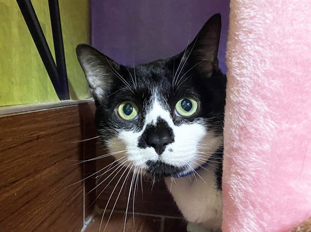 LUCKY - Domestic Short Hair available for adoption