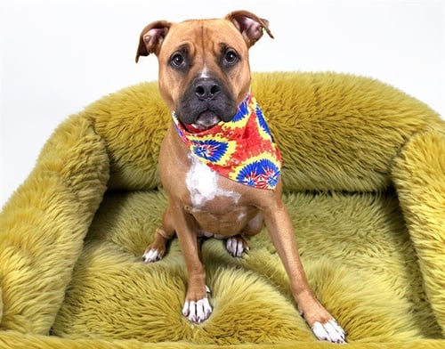DAISY - American Staffordshire Terrier / Boxer available for adoption