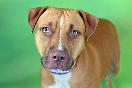CARAMEL - American Staffordshire Terrier available for adoption
