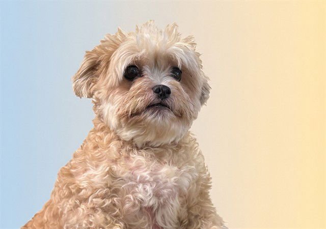 MILO - Shih Tzu / Poodle (Toy) available for adoption