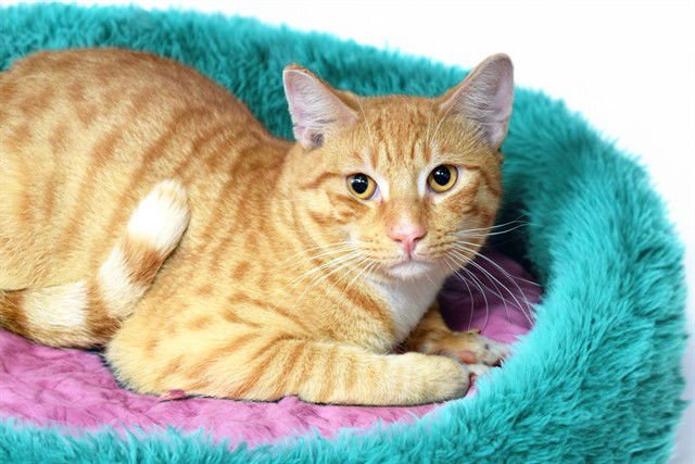 THOR - Domestic Short Hair available for adoption