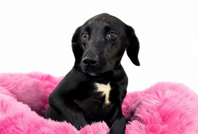 KAIRO - Labrador Retriever available for adoption