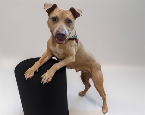 STRAY NOT AVAILABLE - American Staffordshire Terrier available for adoption