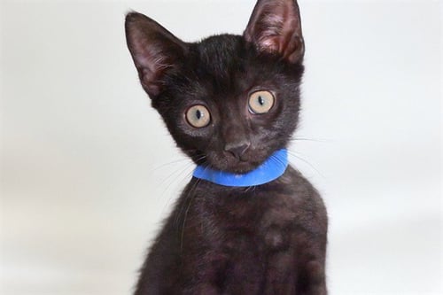CHAMOMILE - Domestic Short Hair available for adoption