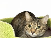 CALYPSO - Photo 1