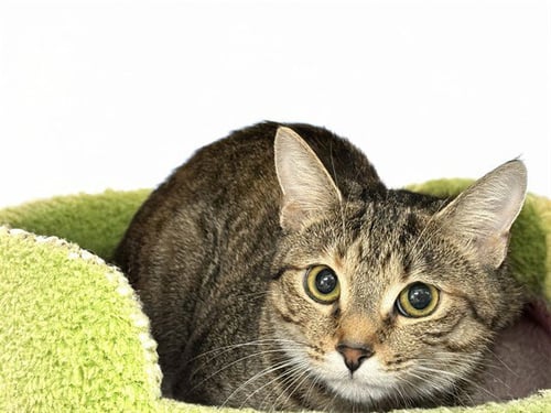 CALYPSO - Domestic Short Hair available for adoption