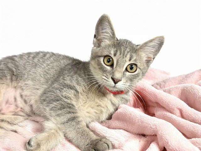 JONAH - Domestic Short Hair available for adoption