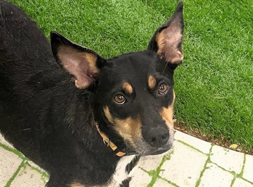RIO - German Shepherd Dog for adoption in Pembroke Pines