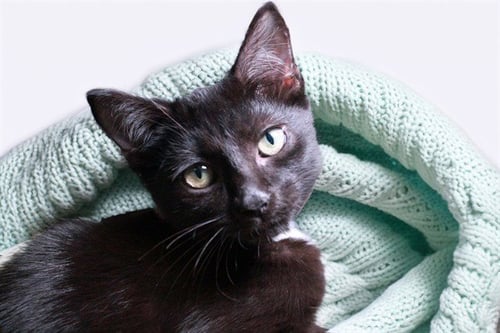 CHARRO - Domestic Short Hair available for adoption