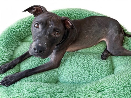 FLOUNDER - American Staffordshire Terrier available for adoption