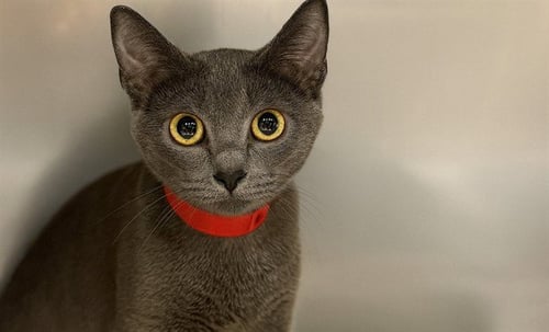 SMOKEY - Domestic Short Hair available for adoption