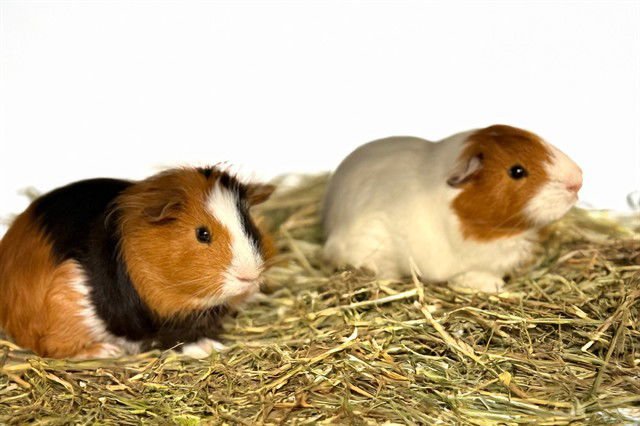 NICHOLAS - Guinea Pig available for adoption