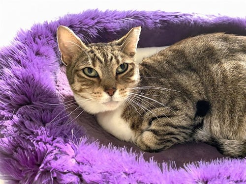 LOLITA - Domestic Short Hair available for adoption