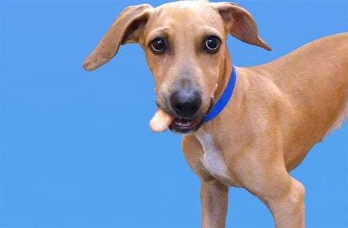 RALPHIE - Australian Kelpie for adoption in Pembroke Pines