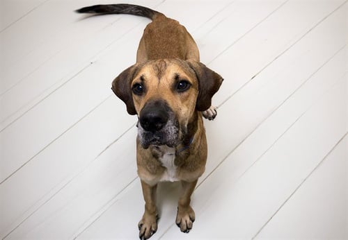 BUFORD - Plott Hound available for adoption