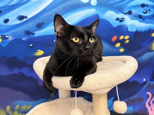 BARRY - Domestic Short Hair available for adoption