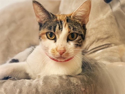 BETH - Domestic Short Hair available for adoption
