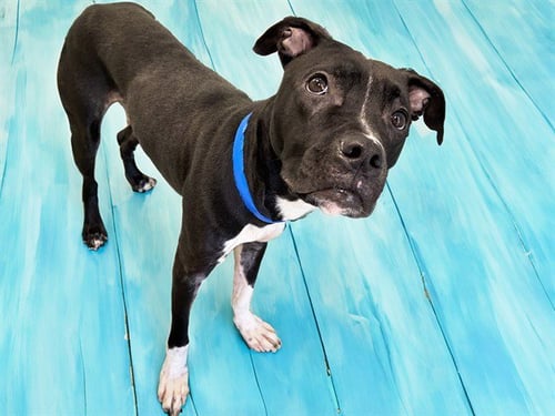 CHARLIE - American Pit Bull Terrier available for adoption