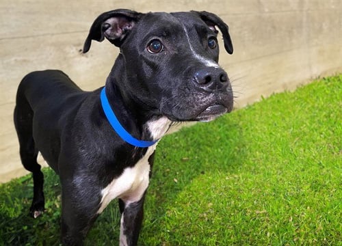 CHARLIE - American Pit Bull Terrier available for adoption