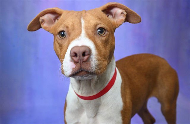 CHER - American Bulldog available for adoption