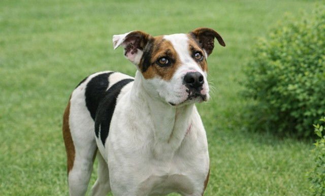 MARBLES - American Staffordshire Terrier available for adoption