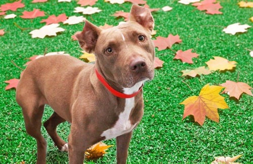 MOUSE - American Staffordshire Terrier available for adoption