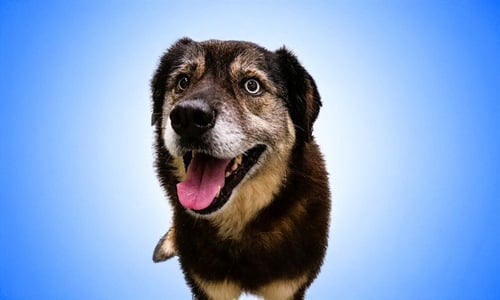 BLUE - Siberian Husky available for adoption