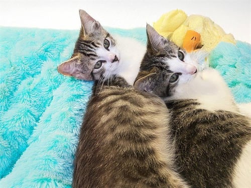SIMON - Domestic Short Hair for adoption in Hollywood
