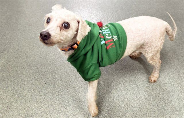 STRAY NOT AVAILABLE - Maltese / Poodle (Miniature) available for adoption