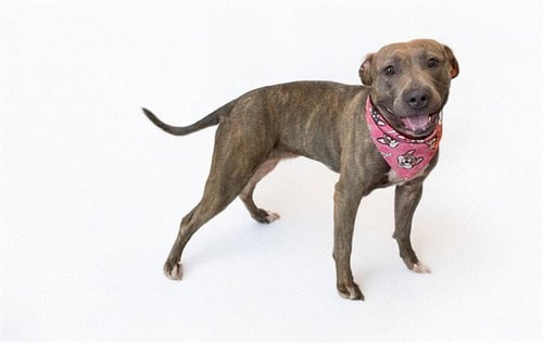 STRAY NOT AVAILABLE - Pit Bull Terrier available for adoption