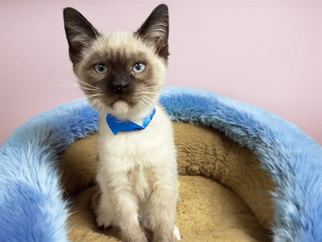 JAMES - Domestic Short Hair available for adoption