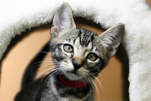 CERE - Domestic Short Hair available for adoption